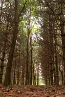 Tall Trees