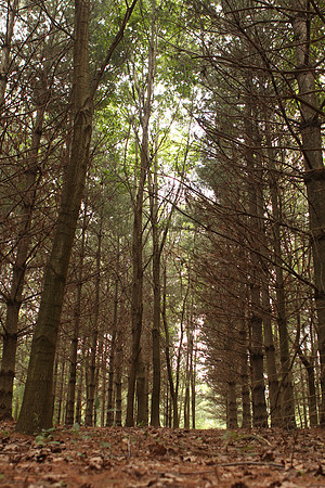 Tall Trees