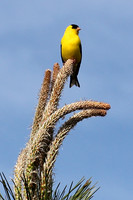 Goldfinch