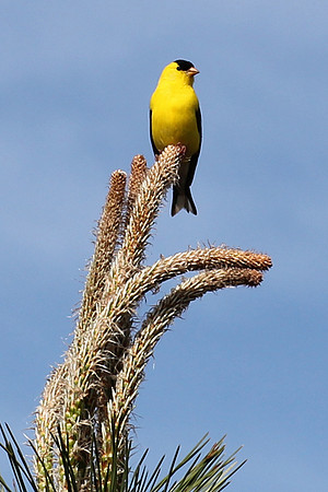 Goldfinch