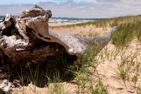 Driftwood