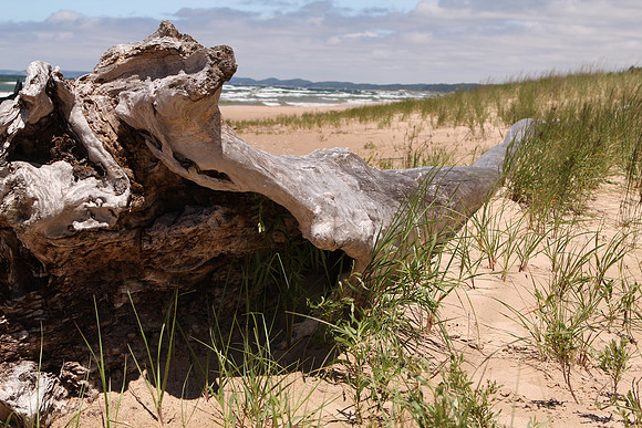 Driftwood